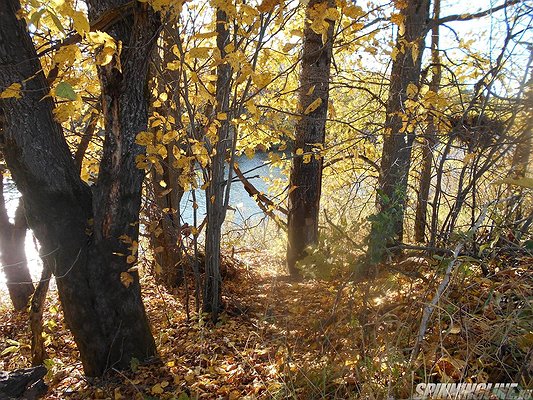 Изображение 1 : Конкурс. Родной край. Калужская область. Дальний Восток.