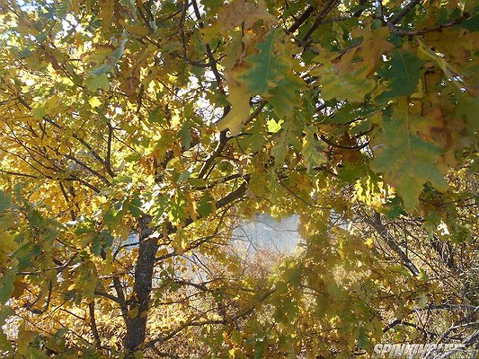 Изображение 1 : Конкурс. Родной край. Калужская область. Дальний Восток.