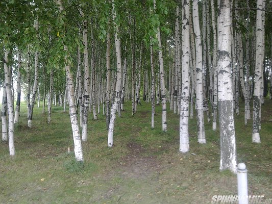 Изображение 1 : Конкурс. Родной край. Калужская область. Дальний Восток.