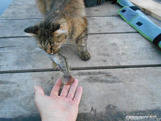 Изображение 1 : Поймал... Покорми кота:))))