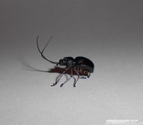 Изображение 1 : Снова жизнь насекомых:))))