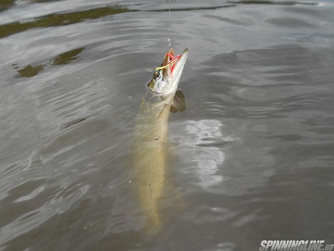 Изображение 1 : Конкурс "Поделись успехами" или "Что бывает, когда редко ловишь рыб" :)