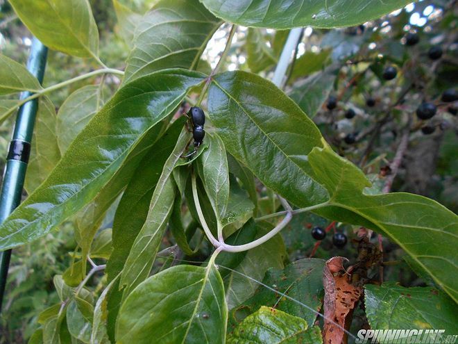 Изображение 4 : Няшные жуки, черемуха и мега-голавли :)